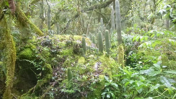 Trekking, naturaleza y variedad de aves: qué se puede hacer en una de las reservas naturales más destacadas de Argentina