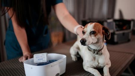Crean una vacuna reversible para perros castrados. Foto: Reuters.