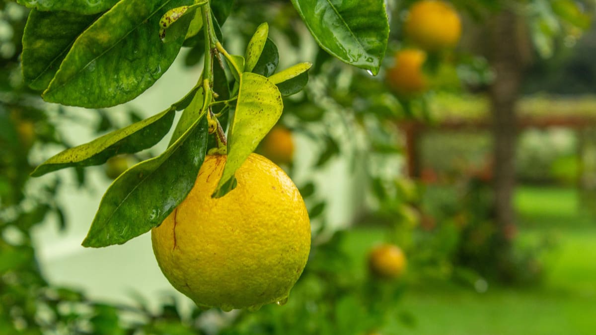 Limonero. Foto: Pexels.