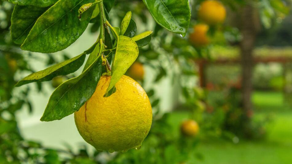 Limonero. Foto: Pexels.