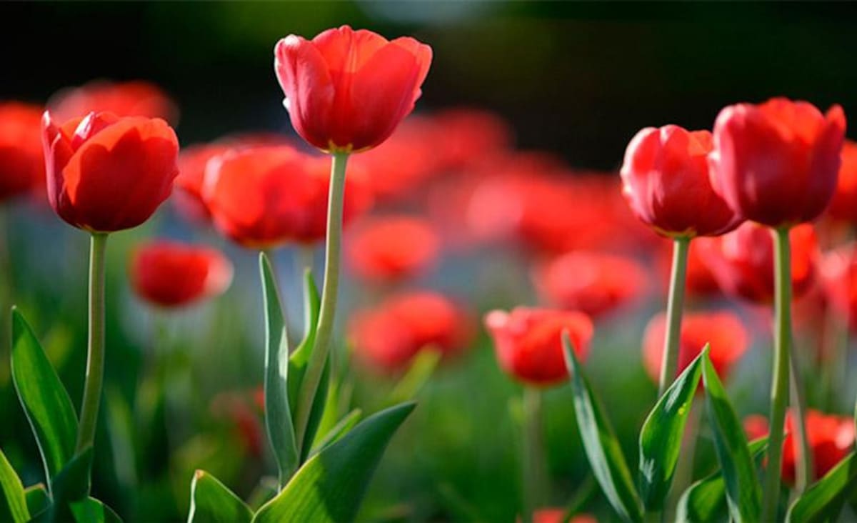 Tulipanes