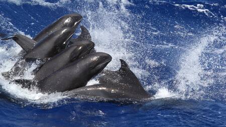 Ballenas. Foto: Unsplash