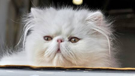 Gato persa. Foto Unsplash