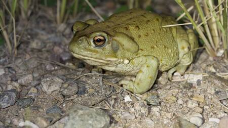 Sapo del Desierto de Sonora.Foto: argentinat.org