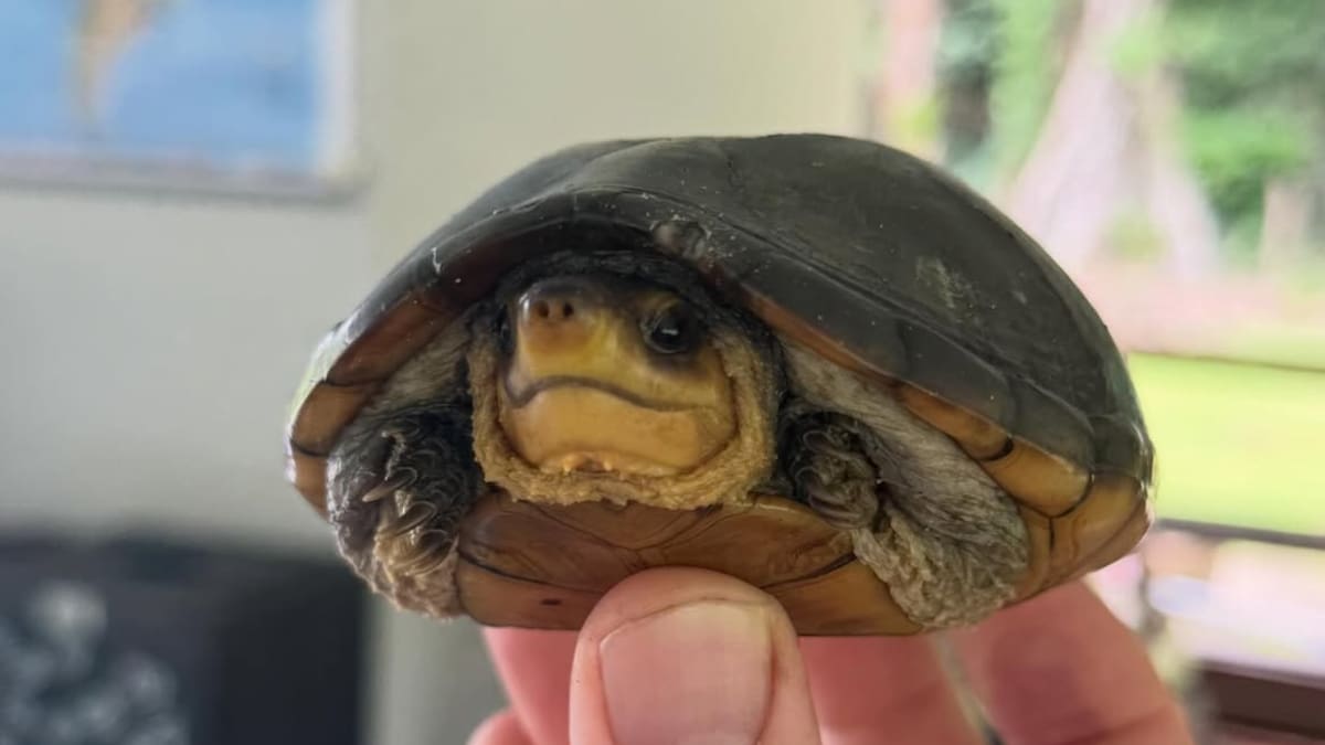 Buscan voluntarios para el cuidado de tortugas marinas amenazadas: ofrecen alojamiento y 3 comidas diarias en una playa de Costa Rica