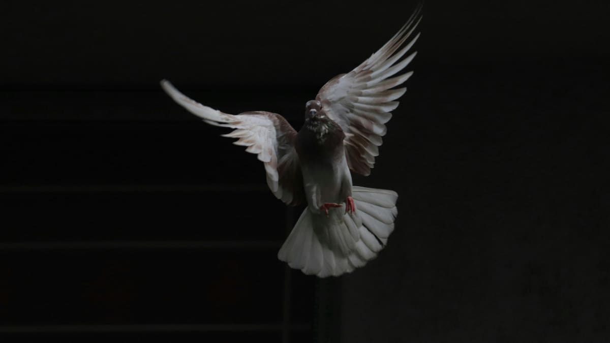Paloma. Foto: Unsplash