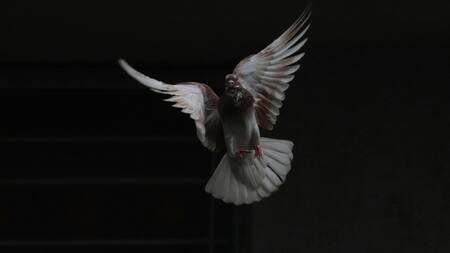 Paloma. Foto: Unsplash