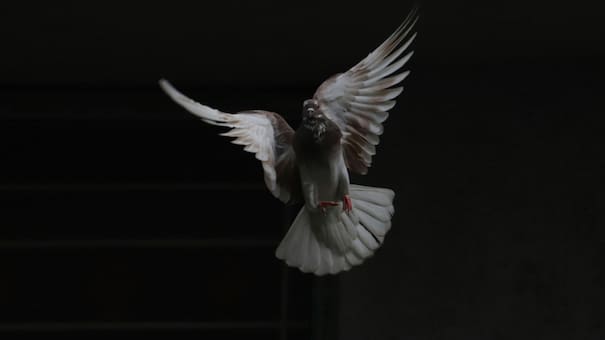 India: liberaron a una paloma después de haber sido acusada de ser una espía china