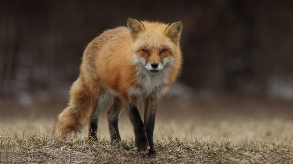 Primer zorro muerto por gripe aviar en España. Foto: Unsplash