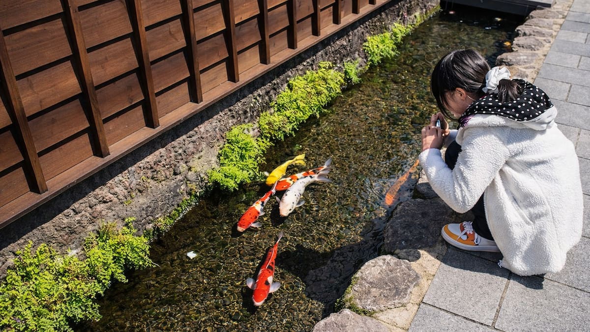 Aunque parecen desagües comunes, algunos canales de Japón albergan peces koi gracias a la extraordinaria calidad de sus aguas.