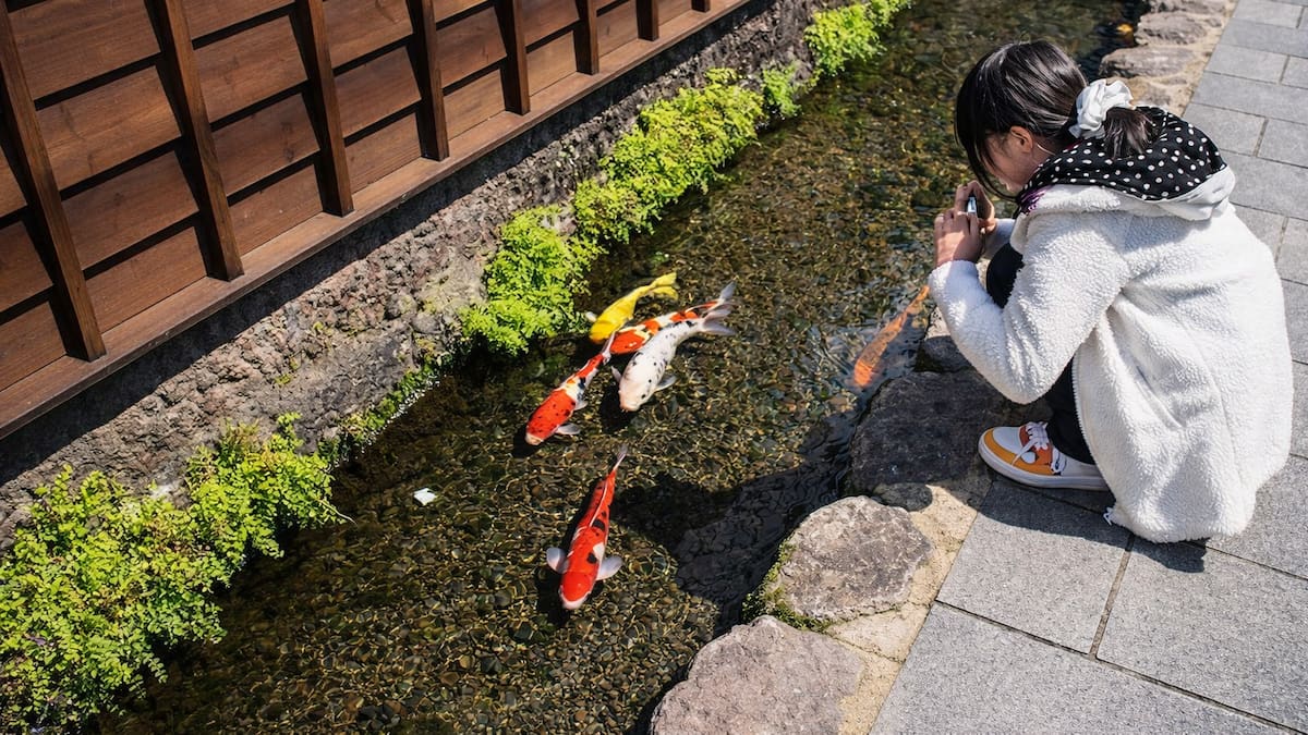 Solo podía pasar en Japón: por qué los desagües están llenos de coloridos peces koi y nadie intenta sacarlos