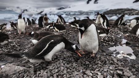 Preocupan los cambios en la Antártida. Foto: EFE.