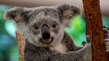 Koalas. Foto: Unsplash