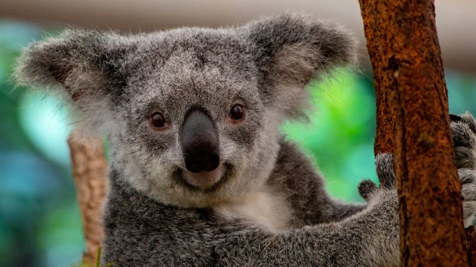 Koalas. Foto: Unsplash