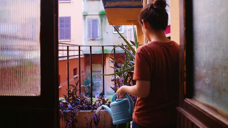 Ideales para decorar tu balcón: cuáles las 5 plantas resistentes al sol y fáciles de cuidar