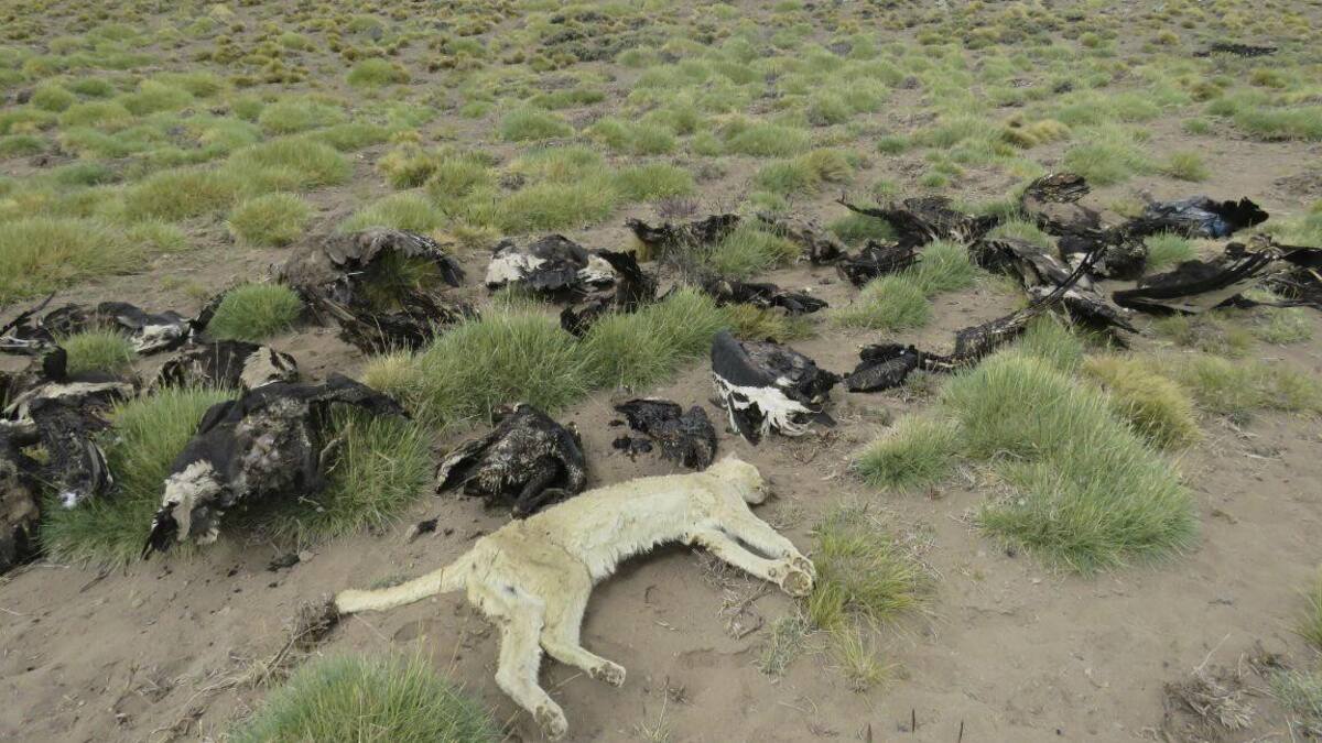 Animales envenenados en Mendoza - NA -