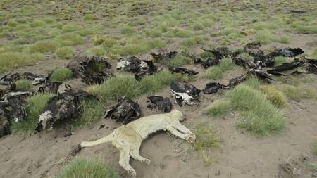 Animales envenenados en Mendoza - NA -