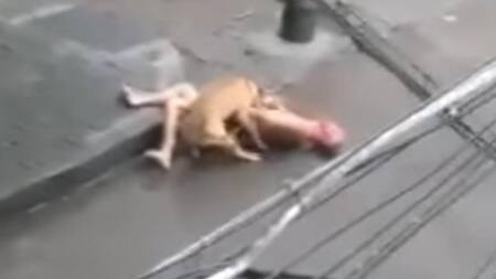 Ataque de perro Pitbull en China