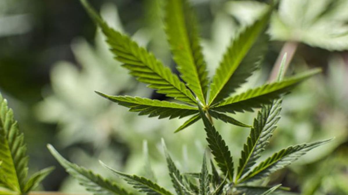 Cannabis