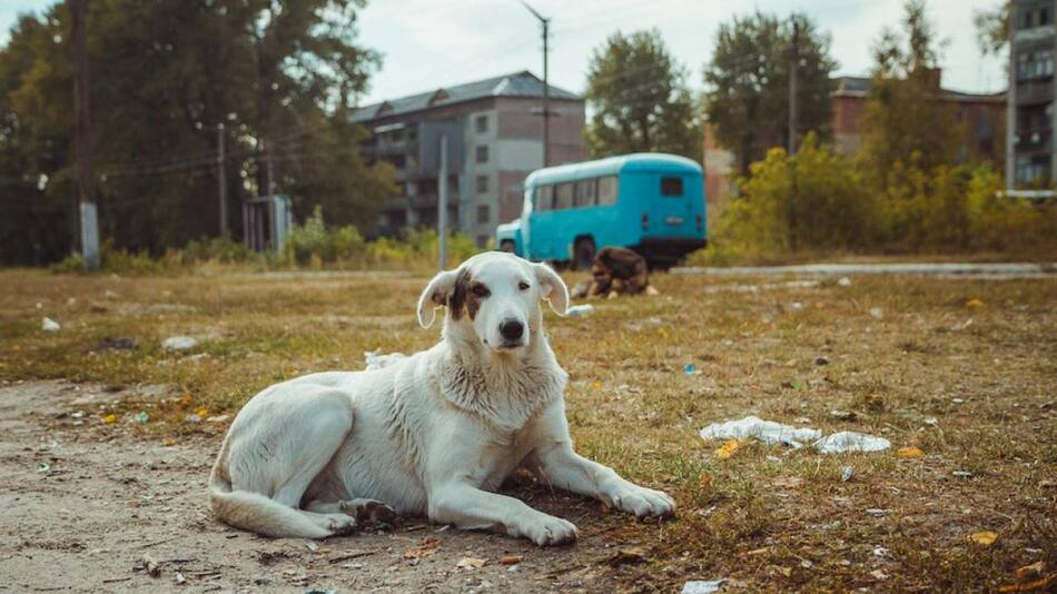 Perros en Chernobyl. Foto: National Geographic.
