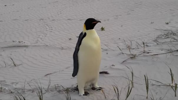 La emocionante historia de Gus, el pingüino que nadó más de 3.200 kilómetros y llegó hasta Australia