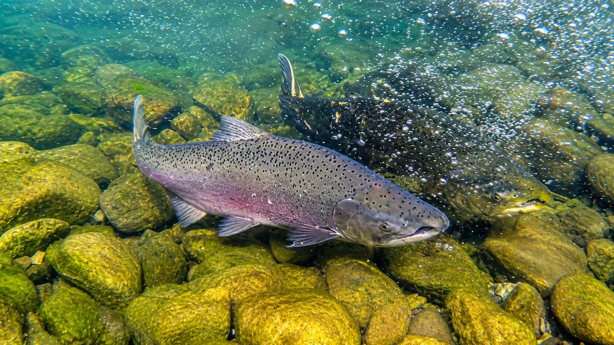 Salmón en la Patagonia