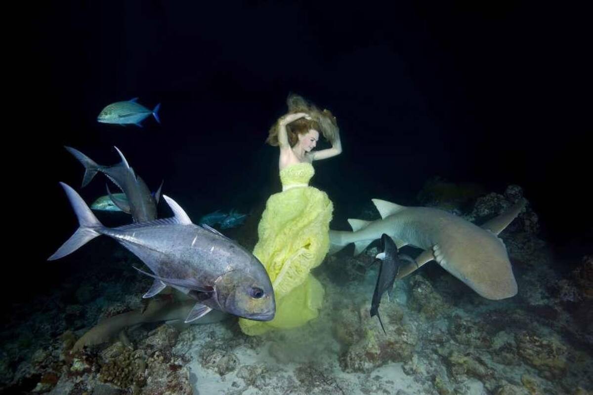 Sirena - tiburones