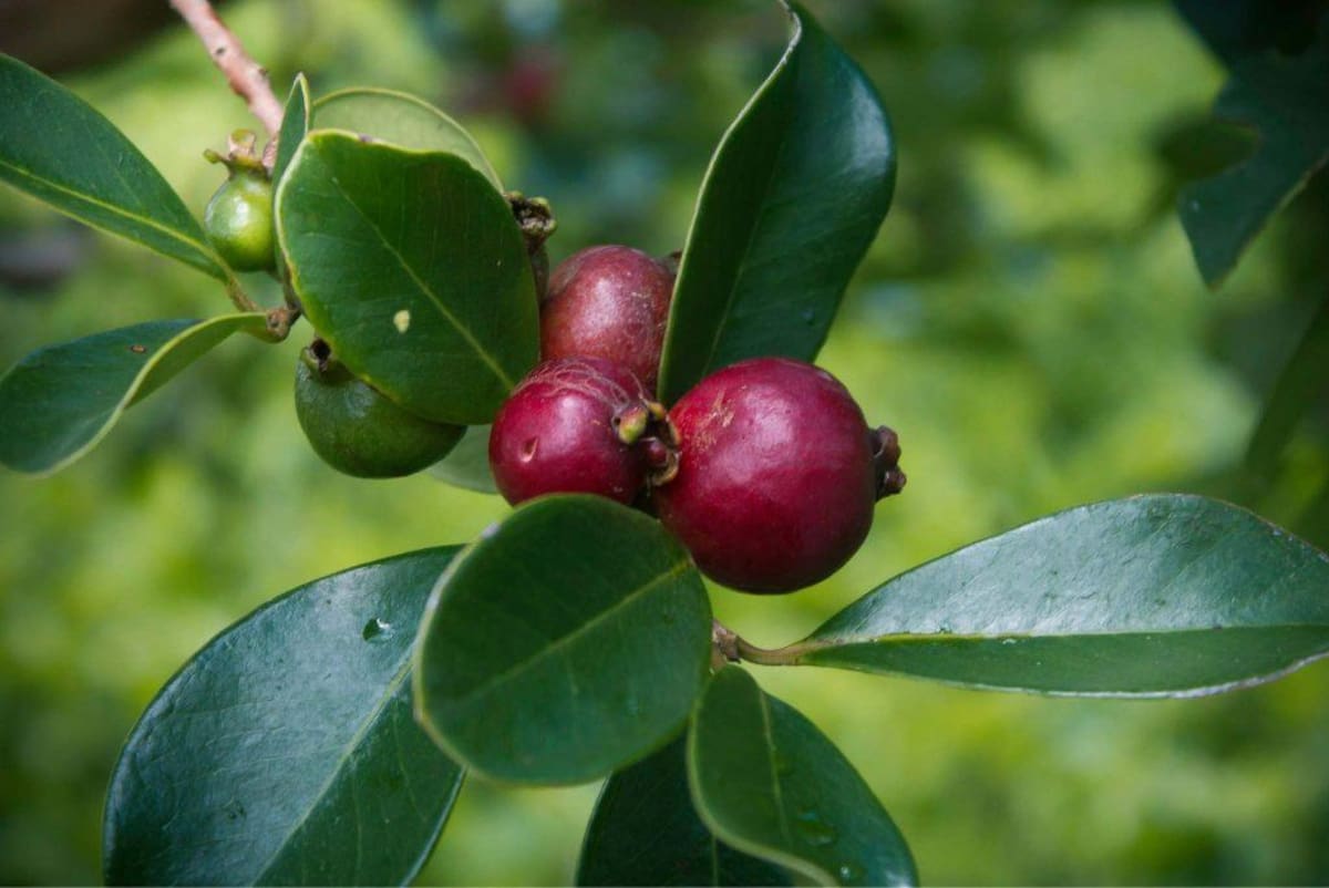 Guayabo de fresa; Hawái.