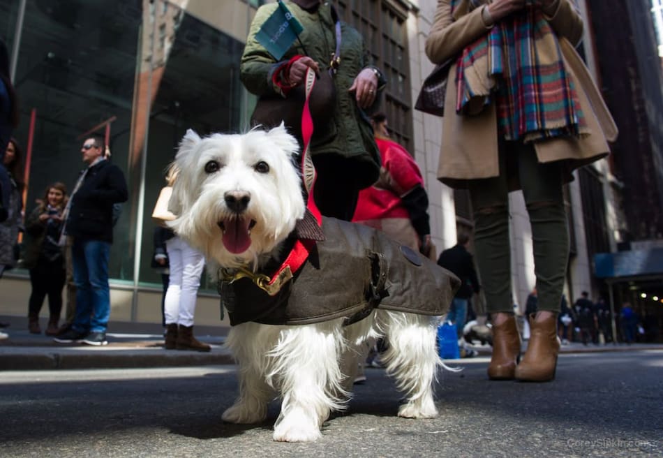 La comunidad argentino-escocesa celebrará con un desfile, como todos los años, el Tartan Day. Foto: Asociación Escocesa
