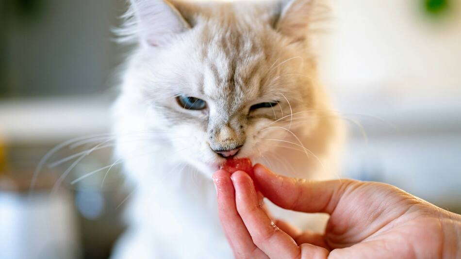 ¿Por qué los gatos no comen si su plato no está lleno?. Foto Unsplash.
