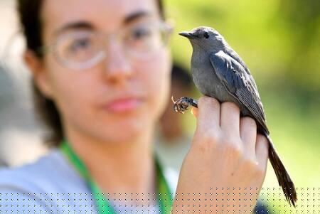 Aves migrantes en Cuba. Foto: Reuters.