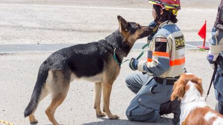 Milagro en Japón, rescatan a una anciana de 80 años de los escombros. Foto: X