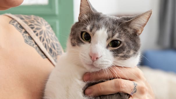 Comportamiento felino: qué significa que tu gato te lama las manos, según los expertos