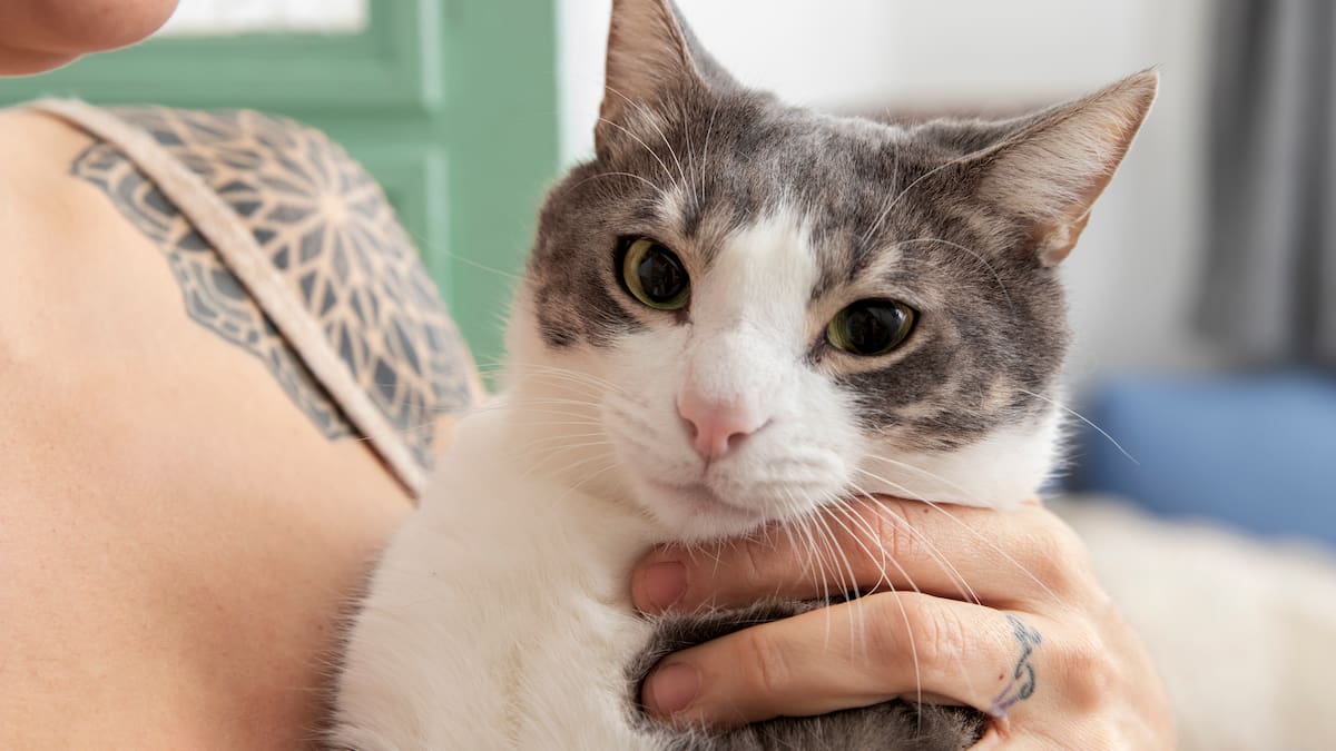 Comportamiento felino: qué significa que tu gato te lama las manos, según los expertos