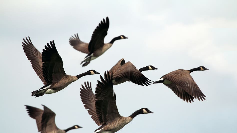 Aves, pájaros, vuelo, ciencia. Foto: Unsplash