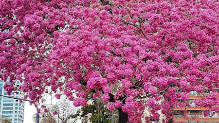 Florecen los lapachos en CABA.