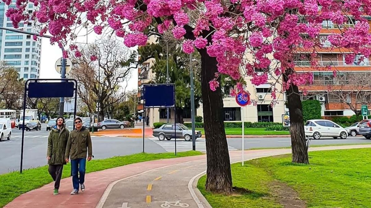 Un jardín de ensueño: cuanto tarda en florecer el lapacho desde que se planta y cuáles son los cuidados clave