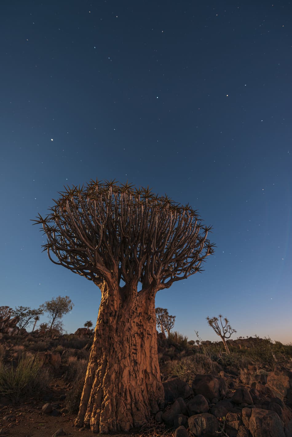 Árbol de sangre de dragón. Foto: Freepik.