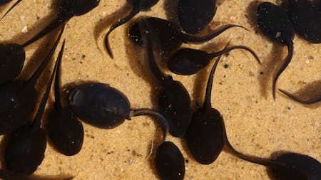 Cuál es el animal más antiguo de la Tierra. Foto Unsplash.