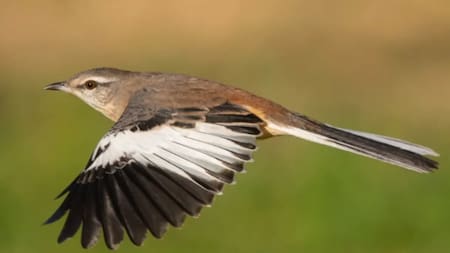 La Calandria Real forma parte de la familia Mimidae