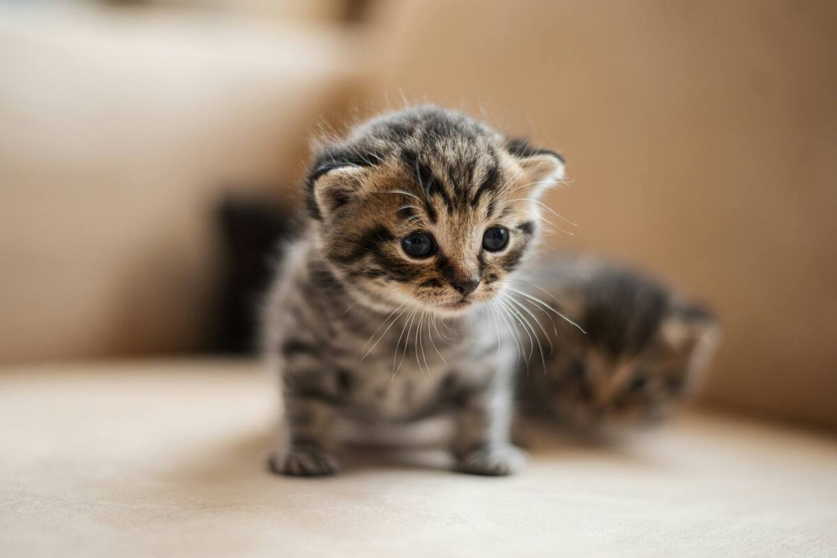 Gato. Foto Unsplash.