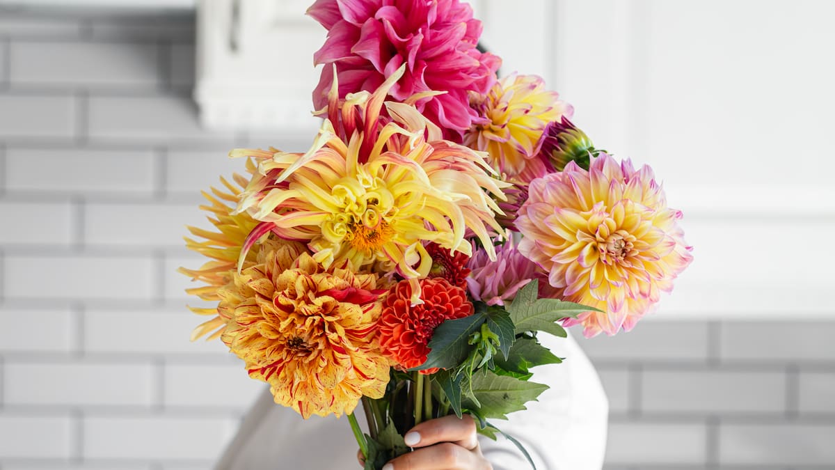 La planta que crece sola en otoño y resiste el frío: casi no necesita riego y llena de color cualquier jardín