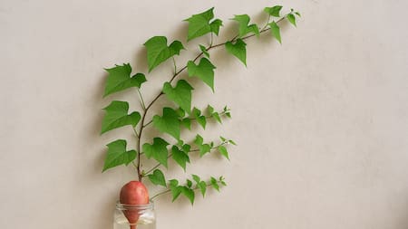 Un secreto de jardinería: cómo hacer crecer una enredadera en casa usando solo una batata