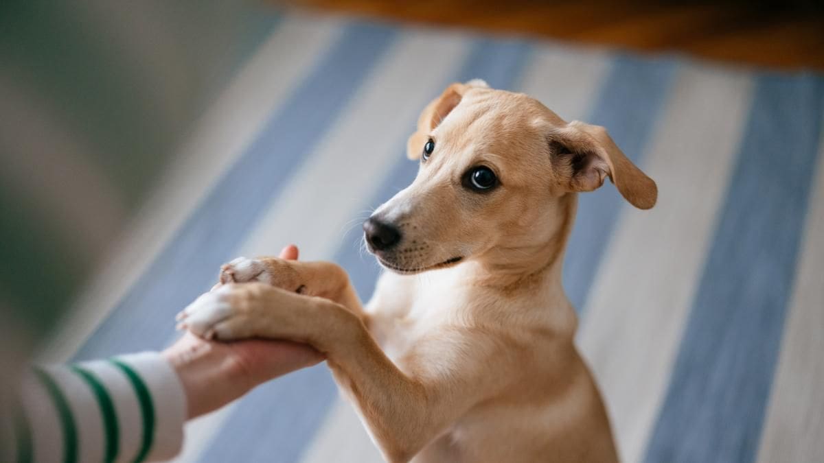 ¿Los perros son zurdos o diestros?
