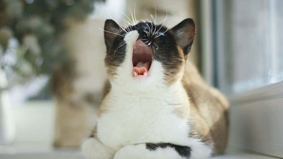 Los gatos le maúllan más a los hombres que a las mujeres.