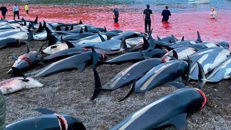 De acuerdo con la tradición conocida como "grindadrap", más de 800 delfines mueren en este evento. Fuente: Sea Shepherd.