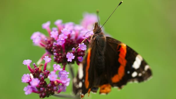 Increíble hallazgo en los Andes: científicos descubren un nuevo género de mariposas