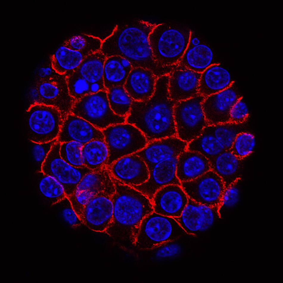 Sistemas microscópicos. Foto: Unsplash.