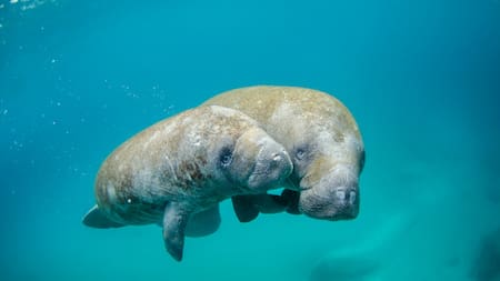 Especies acuáticas. Foto: Unsplash