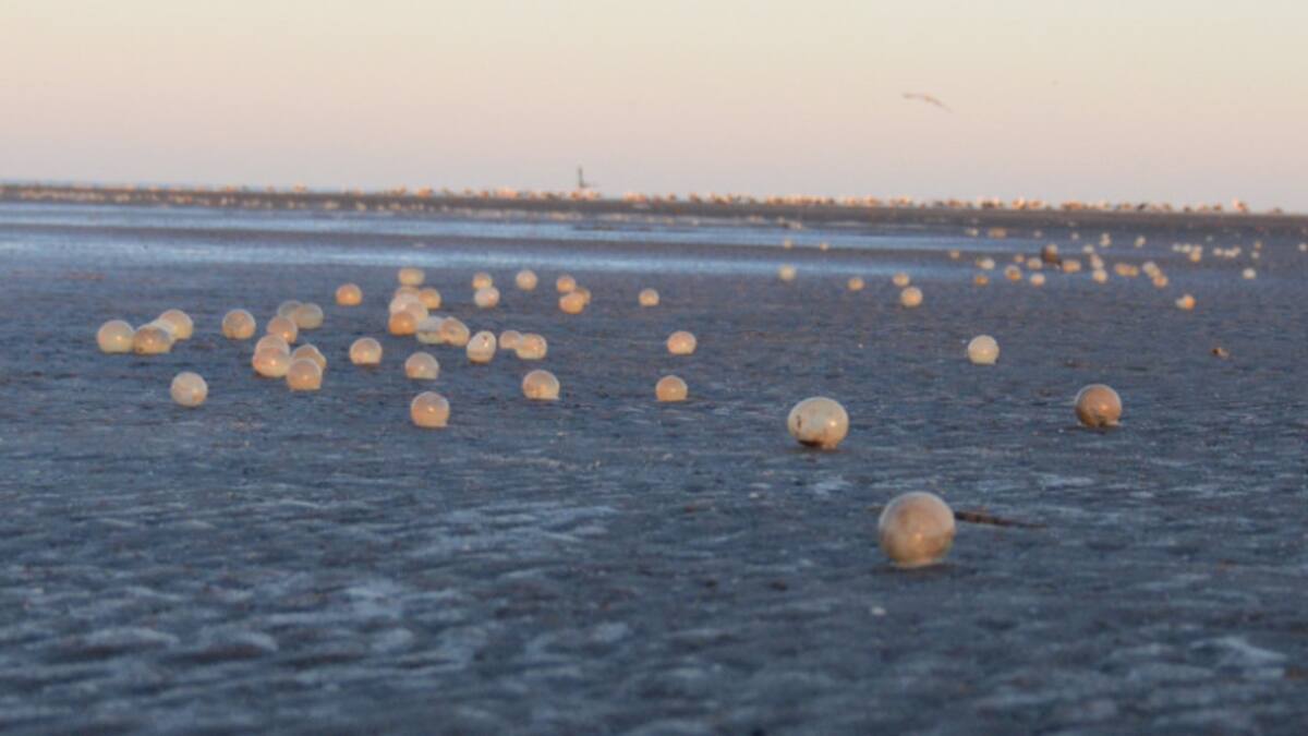 Un insólito fenómeno cambió por completo las playas de Mar del Plata. Foto: NA